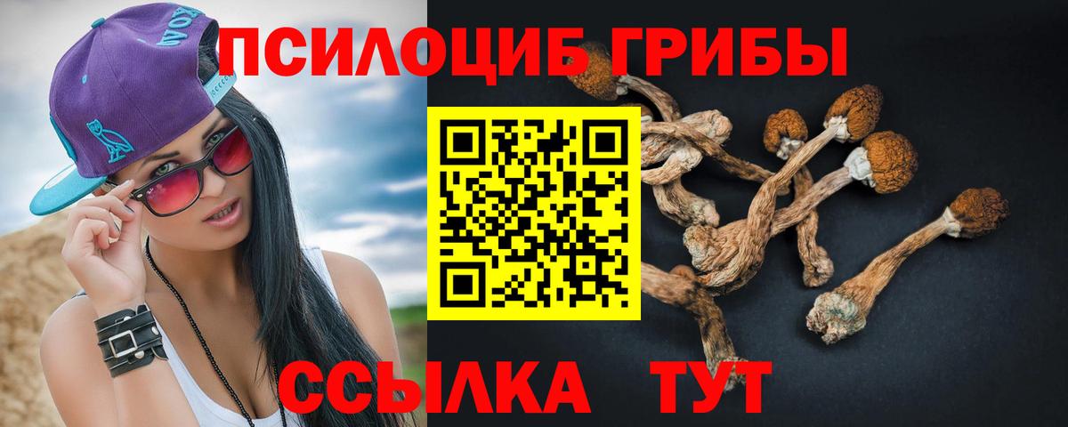 Галлюциногенные грибы Psilocybe Кострома